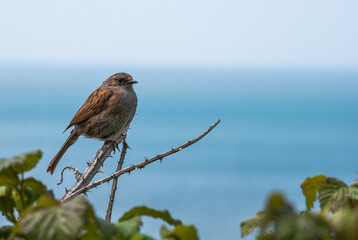 The dunnock (Prunella modularis) small bird, perched on a branch of Blackberry near the sea in Devon, England.
