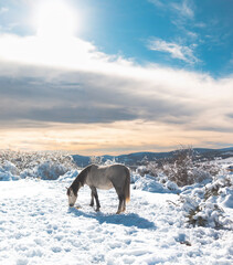 caballo, nieve,frio,montaña,somosierra,madrid