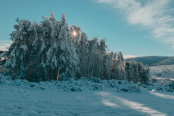 árbol,frio,nieve,invierno,temporal,somosierra,madrid