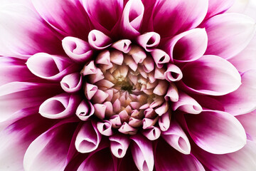 Vibrant pink-white dahlia in the garden. Close-up. Macro