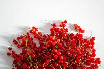 berries of red currant