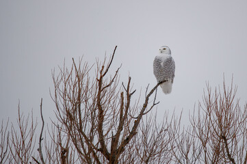 Snowy owl in cold winter field