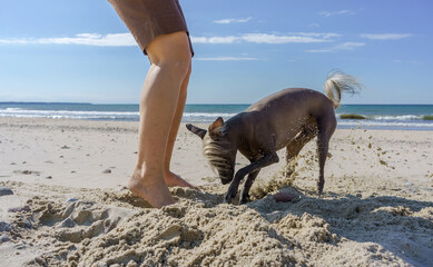A pet dog on a sea shore. Pedigree dog Xoloitzkuintli or Mexican Crested Dog.