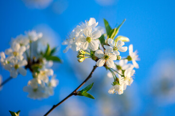 Blossom tree over nature background.