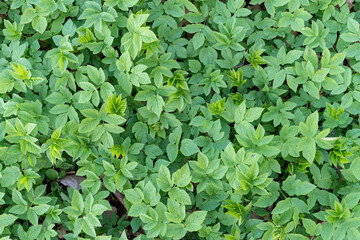 Meadow with Giersch in spring, 