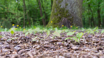 oak, seedlings, germinate, oak tree, detail, forest, tree, nature, woods, wood, trees, green, park, leaf, path, leaves, trunk, grass, spring, plant, outdoors, natural, brown