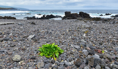 The volcanic origin of the coast of the island of Sao Miguel. Azores, Portugal.