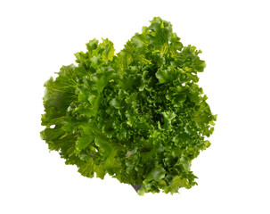 Salad leaves Bio lettuce isolated on white background.