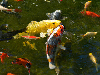 Many koi carp (Cyprinus) multicolor on the water surface