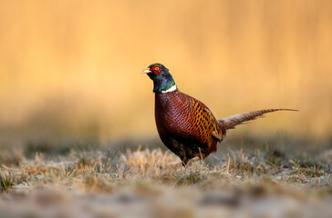 Ringneck Pheasant (Phasianus colchicus) male close up