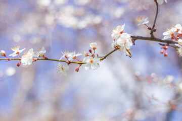 A twig of sakura with delicate white flowers in spring against a blue sky