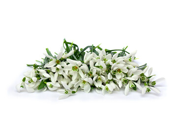 White snowdrops on a white background with space for text. Spring flowers