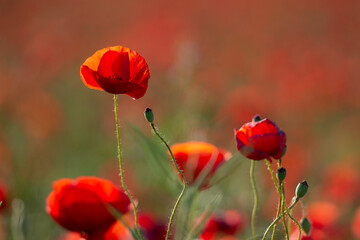 Poppy flower. A field of poppy flowers