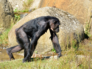 Chimpanzee Pan Troglodytes Walking Grass