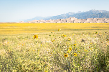 Yellow flowers in August at Great Sand Dunes NP, Colorado