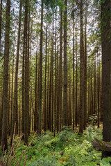 Fototapeta na wymiar Vertical shot of tall birch trees in the mountains of Poland, Europe