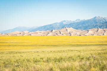 The Great Sand Dunes across a vast field of yellow wildflowers