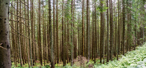 Panorama of several birch trees in the mountains of Zakopane on a way to Morskie oko in national park, Poland © Arpan