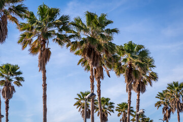 Obraz na płótnie Canvas Palm trees on a clear blue day