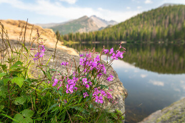 Wildflowers next to Bear Lake, Colorado