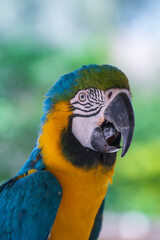 Blue and yellow macaw parrot bird in nature