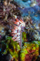 Nudibranch,njuːdɪbræŋk,
