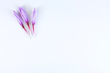 Crocuses in buds on a white background place for inscription or text.