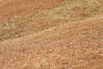heap of wheat grains after harvesting 