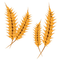 Grains of wheat concept vector illustration food