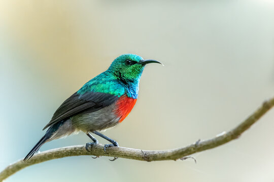 Red-chested Sunbird, Cinnyris erythroceria, african nectar feeding bird, glossy, metallic cyan and red colors,perched on branch, Entebbe, Lake Victoria, Uganda 
