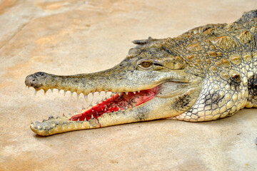 West African slender-snouted crocodile (Mecistops cataphractus) opening the mouth 