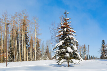 Fototapeta premium Sunny view of winter landscape