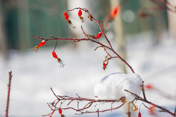 Sunny view of winter landscape