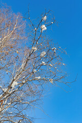 Sunny view of winter landscape