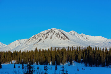 Afternoon landscape in Denali National Park and Preserve
