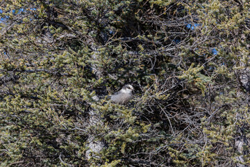 Close up shot of Perisoreus bird