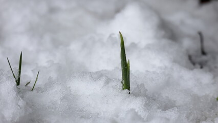 germogli  di iris sotto la neve