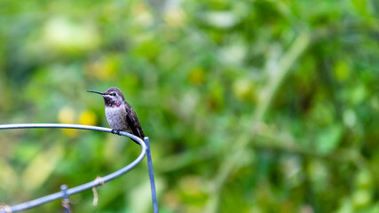 Hummingbird 