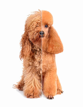 34,900+ Dog Grooming Stock Photos, Pictures & Royalty-Free Images