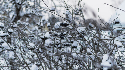Branch of black berries covered with snow on the tree