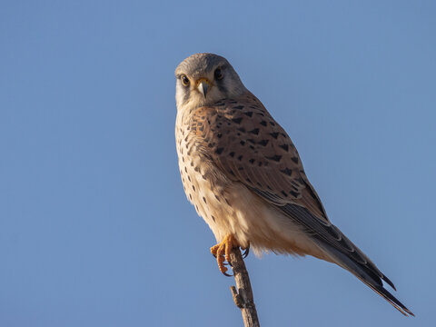 CERNICALO VULGAR FALCO TINNUNCULUS