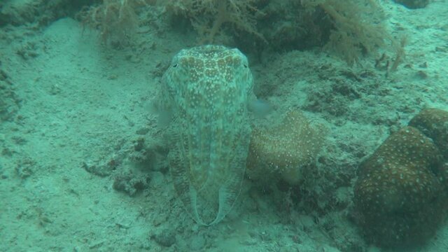 Cuttlefish underwater, octopus, underwater life, animal and fish color change, chameleon animals, scuba diving, snorkeling, sea travel, tropical seas underwater life