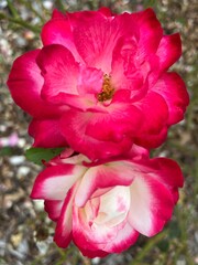 pink rose in the garden