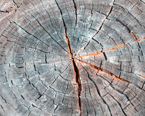 Wooden texture from cut tree trunk, closeup. Cross section of a tree trunk. Top view