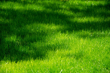 Fototapeta na wymiar Field of green grass nature background