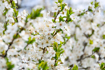 blossom season background. white flowers on the branch in spring. beautiful tree in the garden. beauty in nature concept