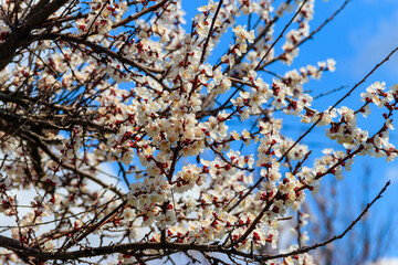 White blossom of apricot tree at spring