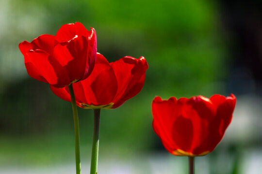 blooming red tulip flowers. beautiful floral nature background in spring season on a bright sunny day