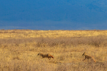 Two jackals walking in dry savannah in Ngorongoro crater national park, Tanzania