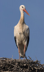 CIGÜEÑA BLANCA CICONIA CICONIA